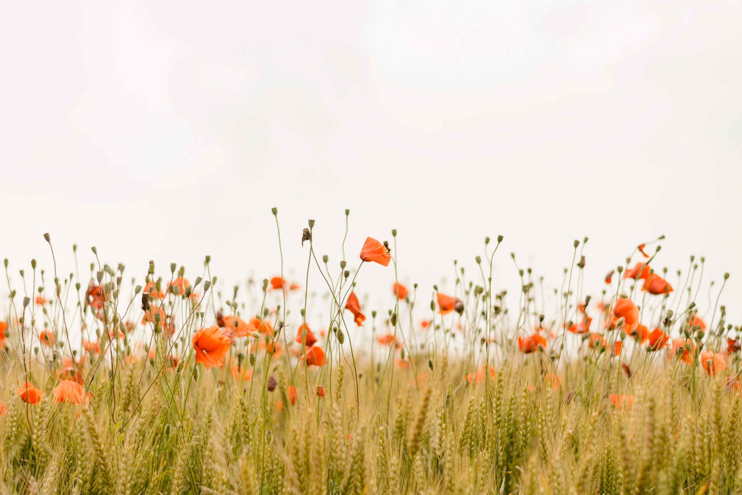 Covariance Matrix and Factor Models in Portfolio Optimization